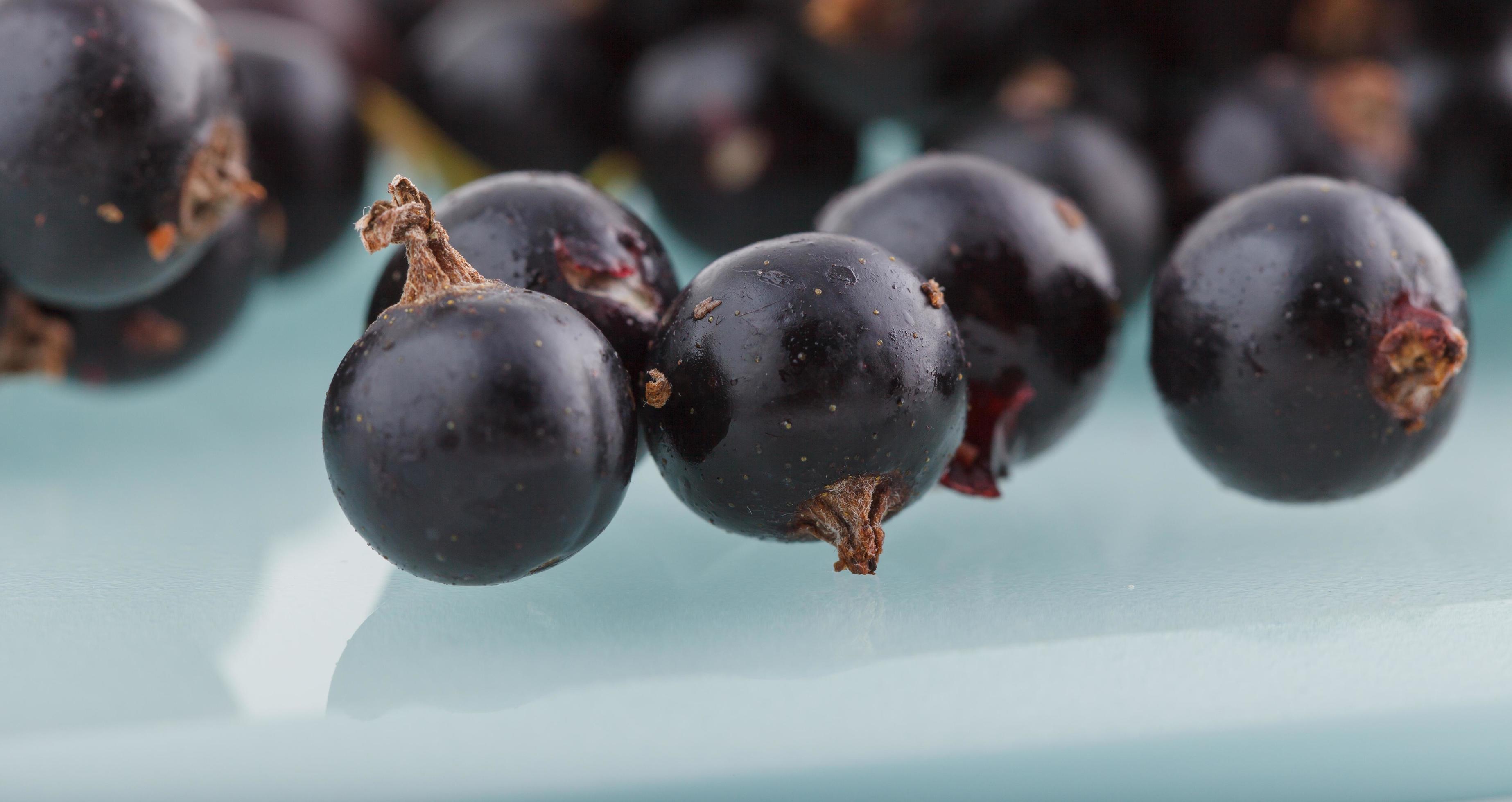 grosella negra, bayas del bio jardín saludable sabor de verano frutas silvestres foto