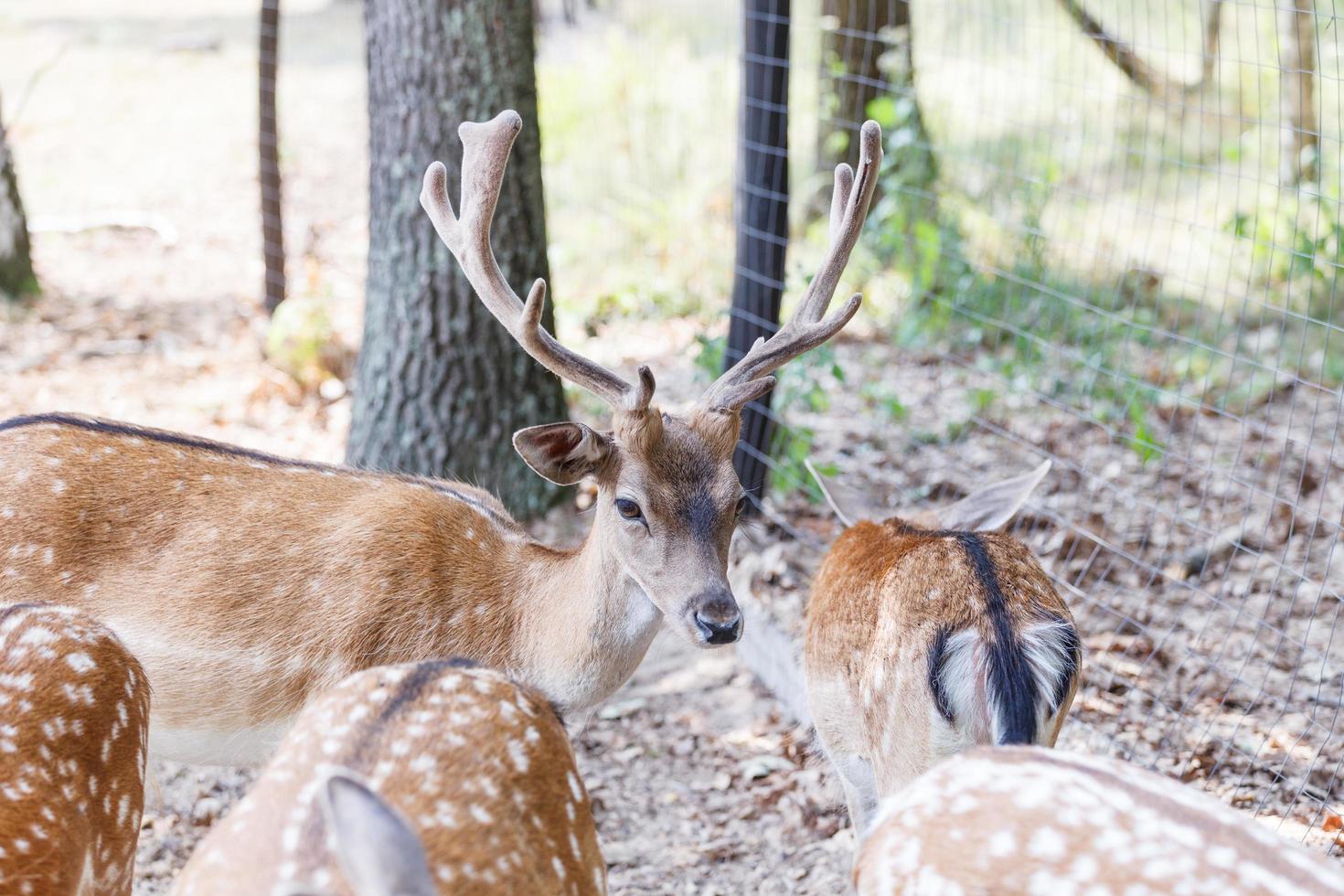 Wild deers natural habitat family friendly wild park photo