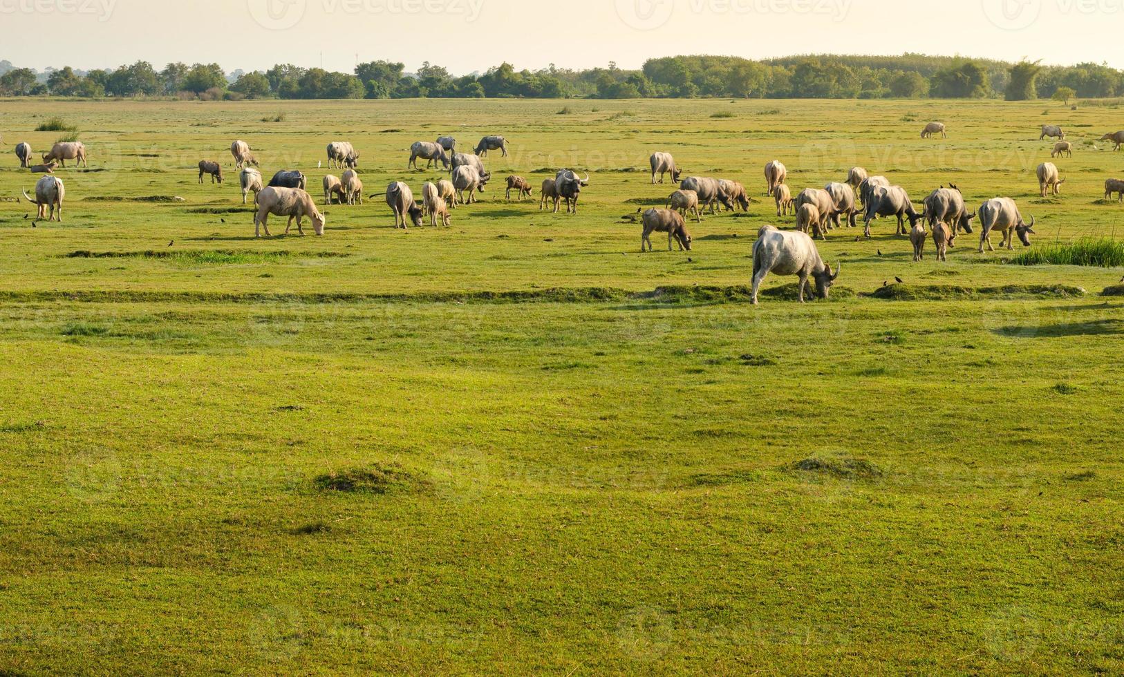 búfalo luz dorada pradera manada de búfalos foto