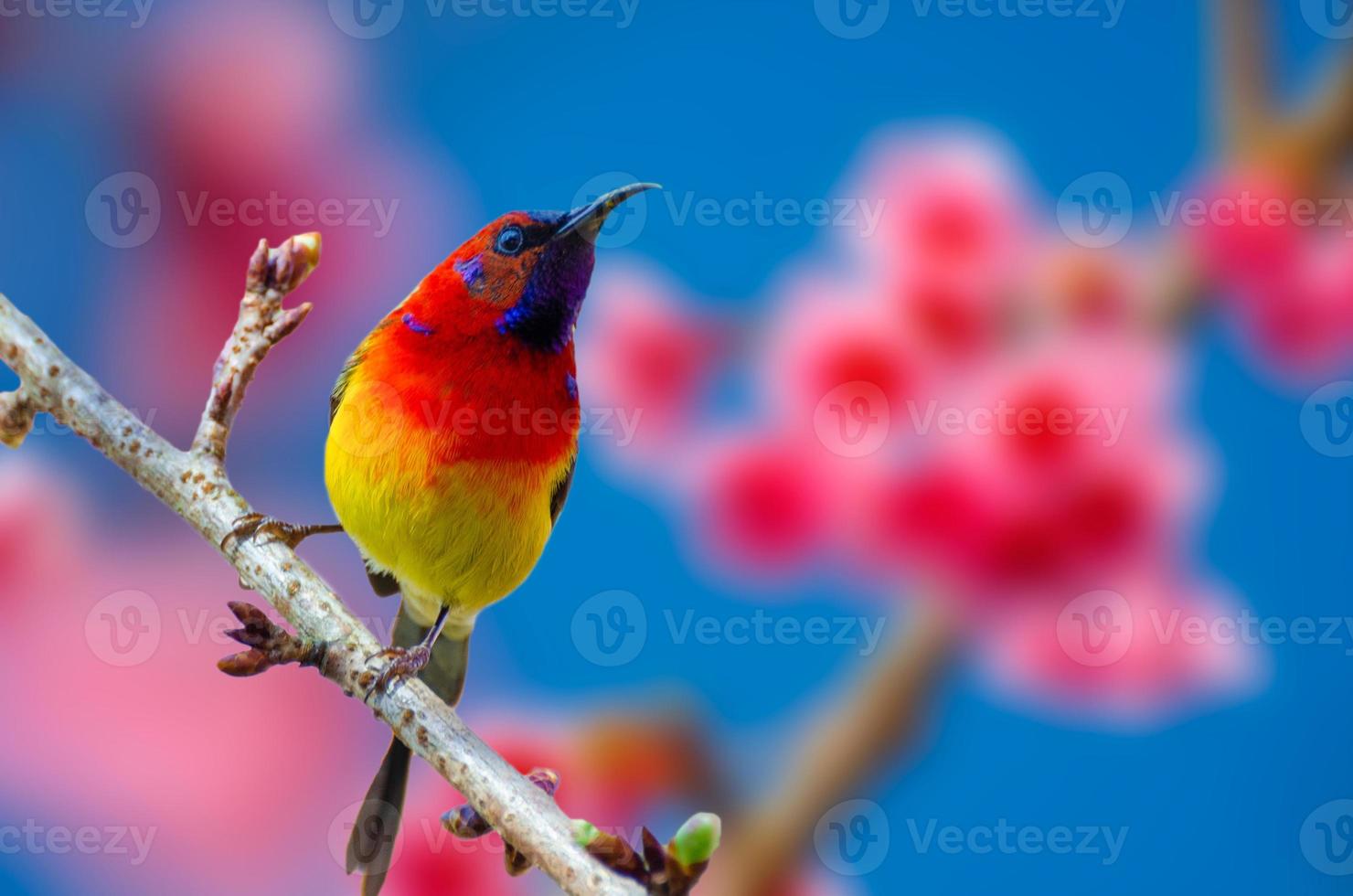 Red bird blue background perched on the branches Sakura photo