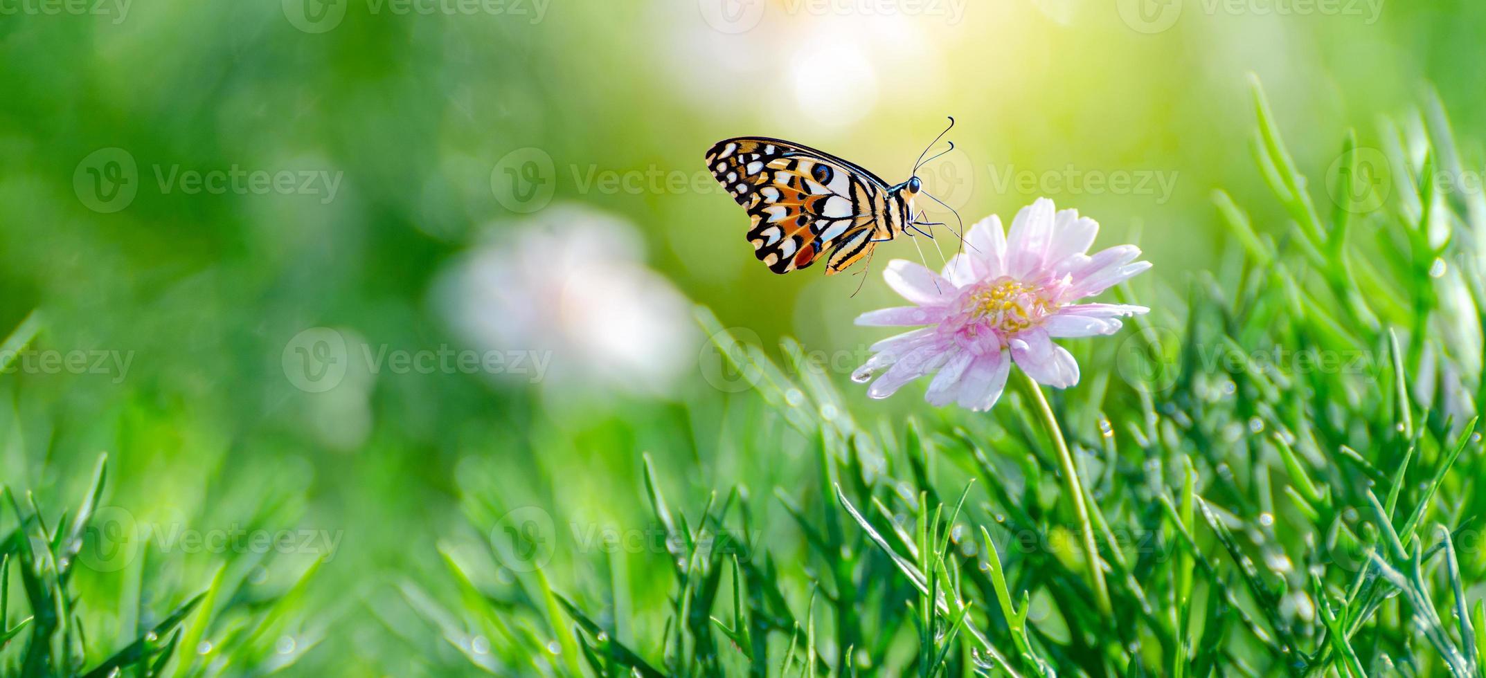 la mariposa amarillo-naranja está en las flores blancas rosadas en los campos de hierba verde foto