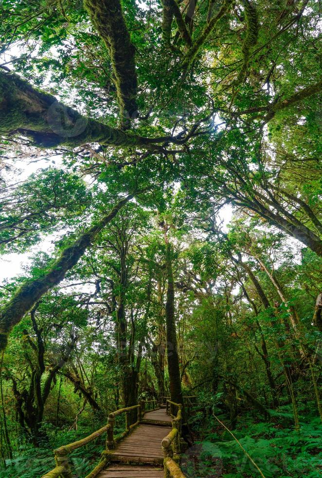 bosque lluvioso doi inthanon bosque nuboso chiang mai tailandia foto