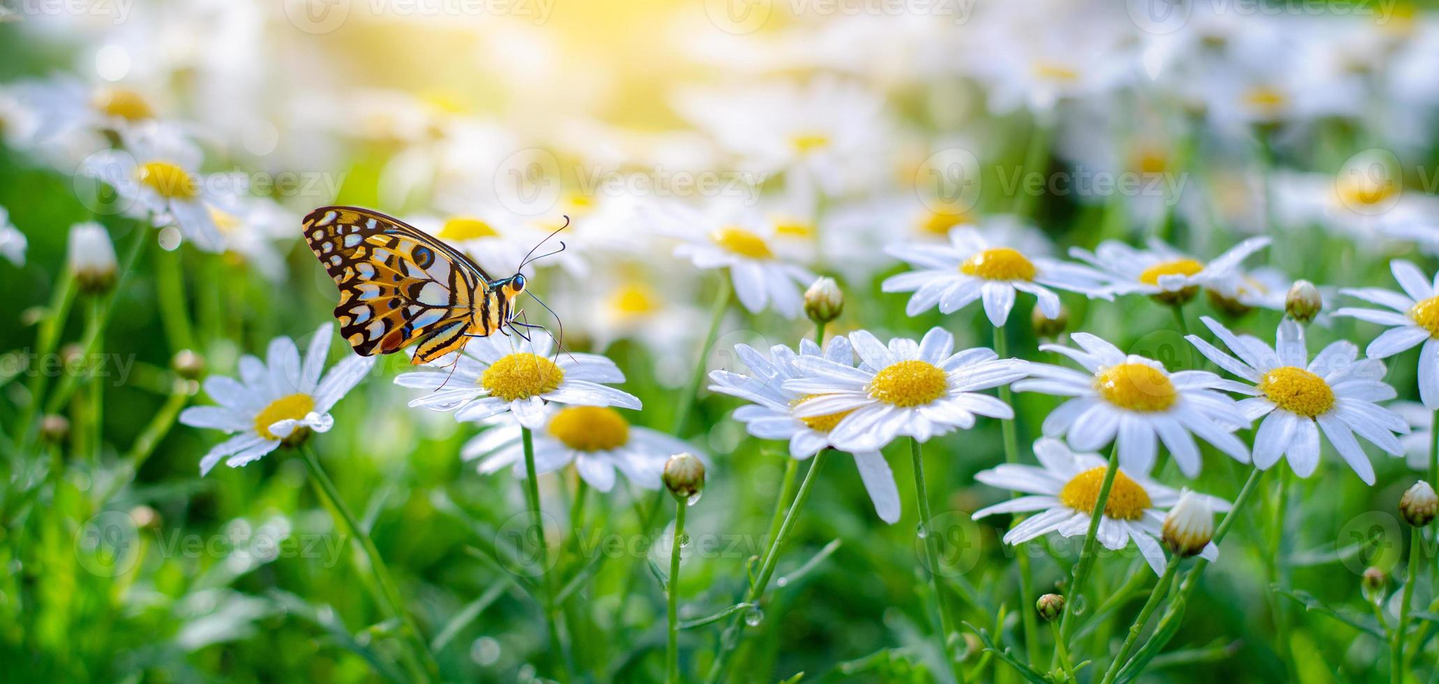 The yellow orange butterfly is on the white pink flowers in the green grass fields photo