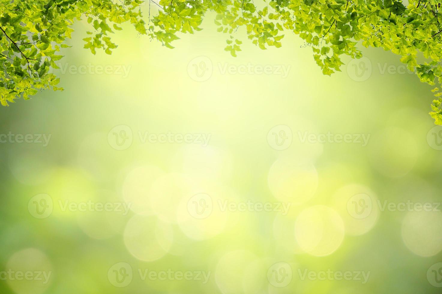 Leaf background bokeh blur green background photo