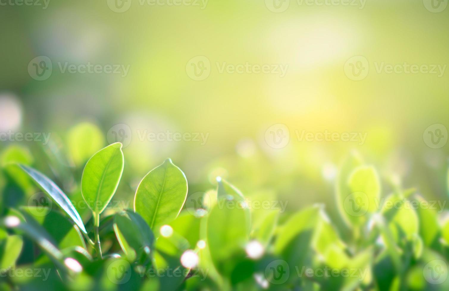 Natural green background with golden light garden with copy space using as background photo