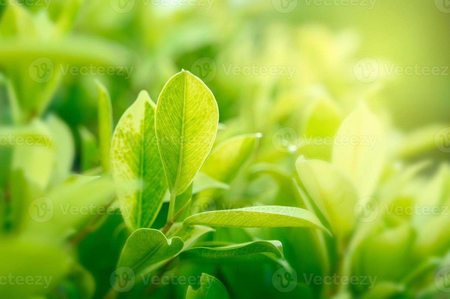 Fondo verde natural con luz dorada jardín con espacio de copia utilizando como fondo foto