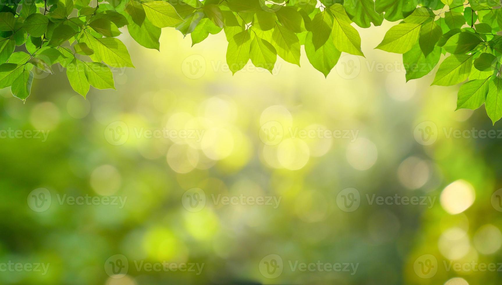 fondo de hoja bokeh desenfoque fondo verde foto