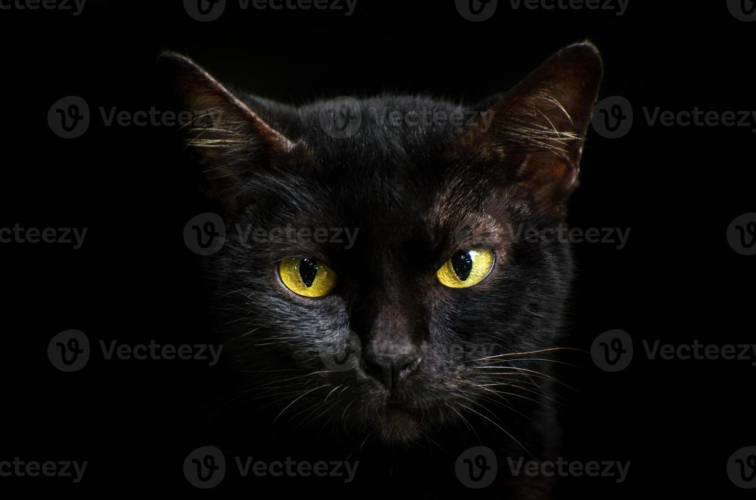 retrato de primer plano gato negro la cara delante de los ojos es de color amarillo. halloween gato negro fondo negro foto