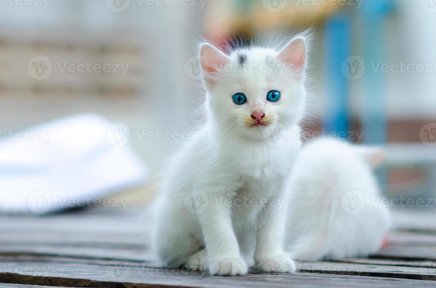 gato gatito blanco fondo borroso ojos azules foto