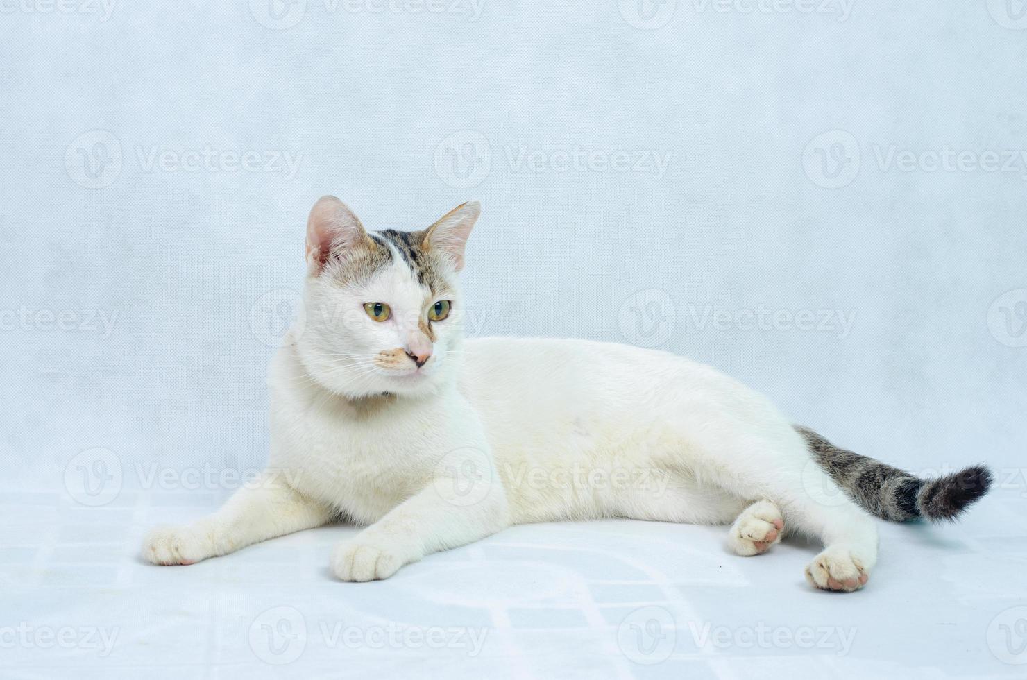 Gatito blanco retrato de gato blanco puro con ojos sobre fondo aislado, vista frontal foto