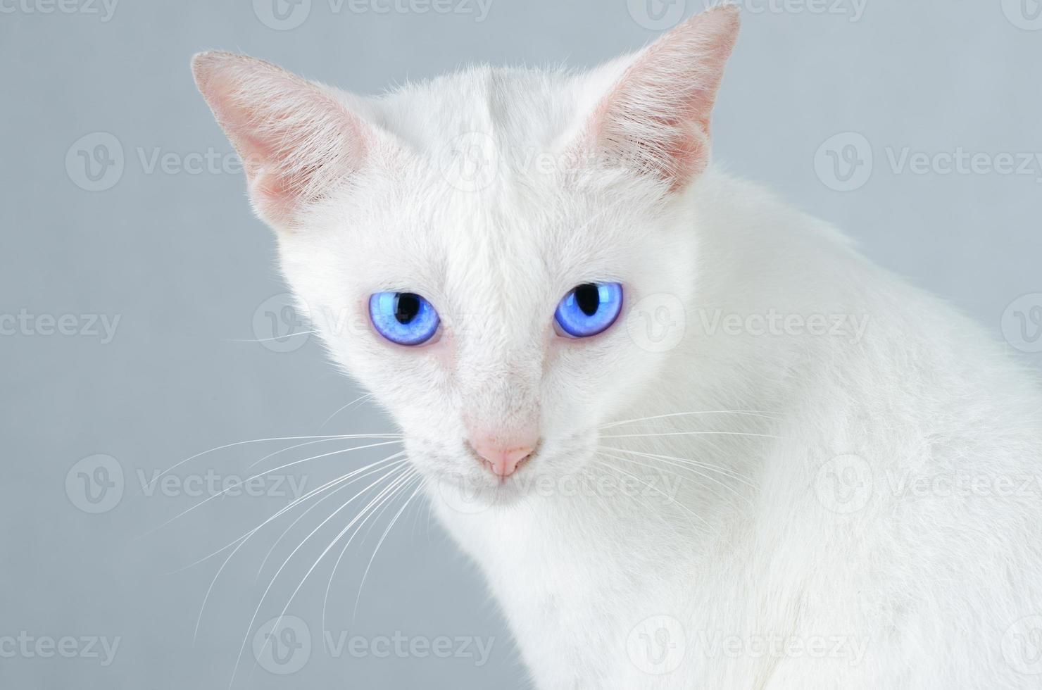 Retrato de gatito blanco de gato blanco puro con ojos azules sobre fondo aislado, vista frontal foto
