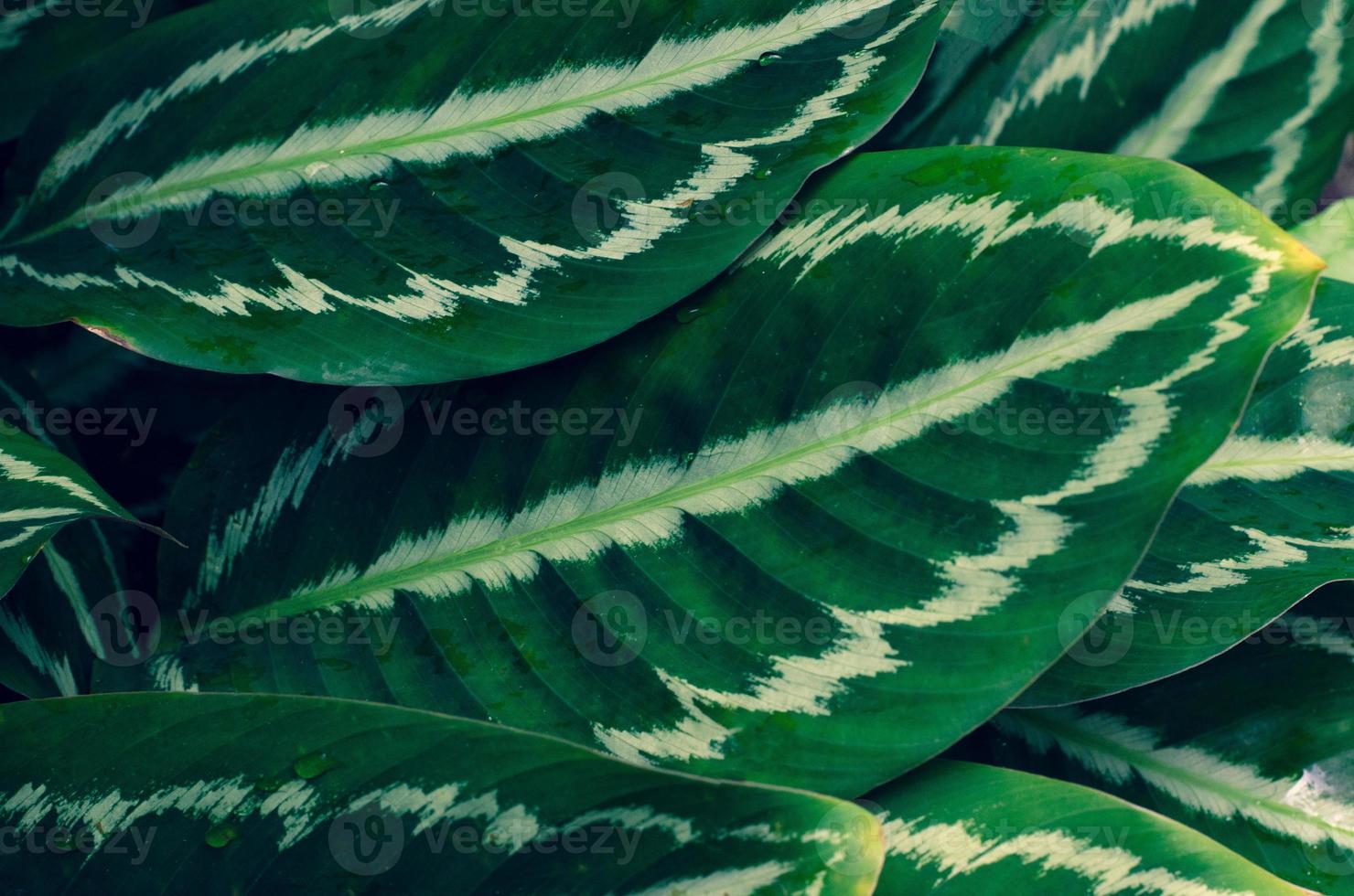 hojas calathea ornata pin raya fondo azul foto