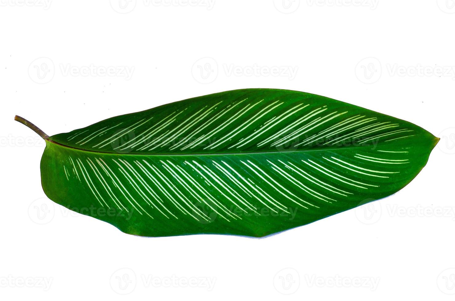 Leaves Calathea ornata pin stripe background White Isolate photo