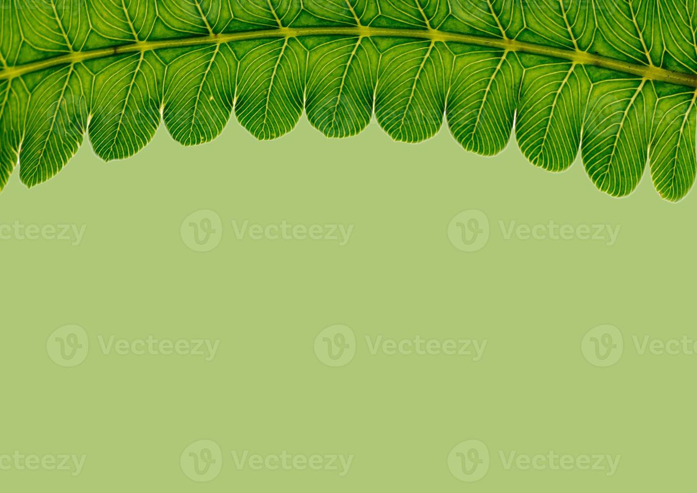 Concept art Minimal background design Leaves monster blue Tropical and leaves in vibrant bold gradient trendy Summer Tropical Leaves Design photo