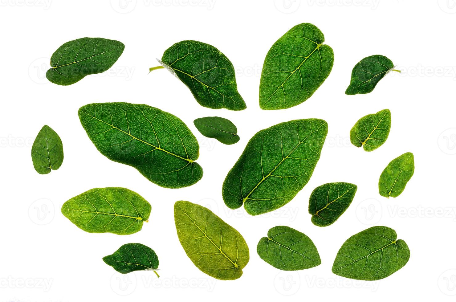 Leaves Many leaves White background Isolate photo