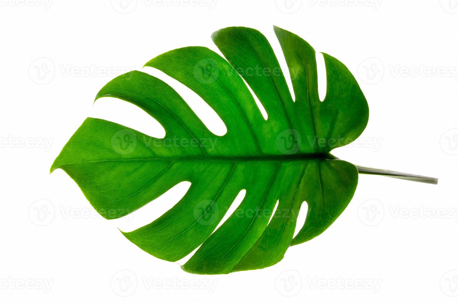 hojas de monstera hojas con aislar sobre fondo blanco hojas en blanco foto