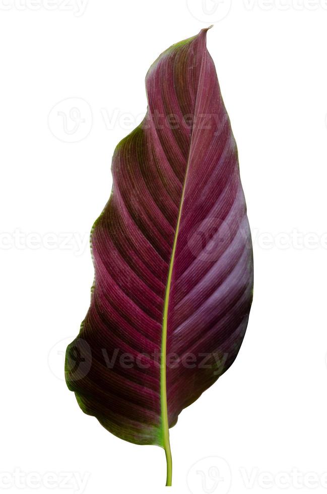 Leaves Calathea ornata pin stripe background White Isolate photo