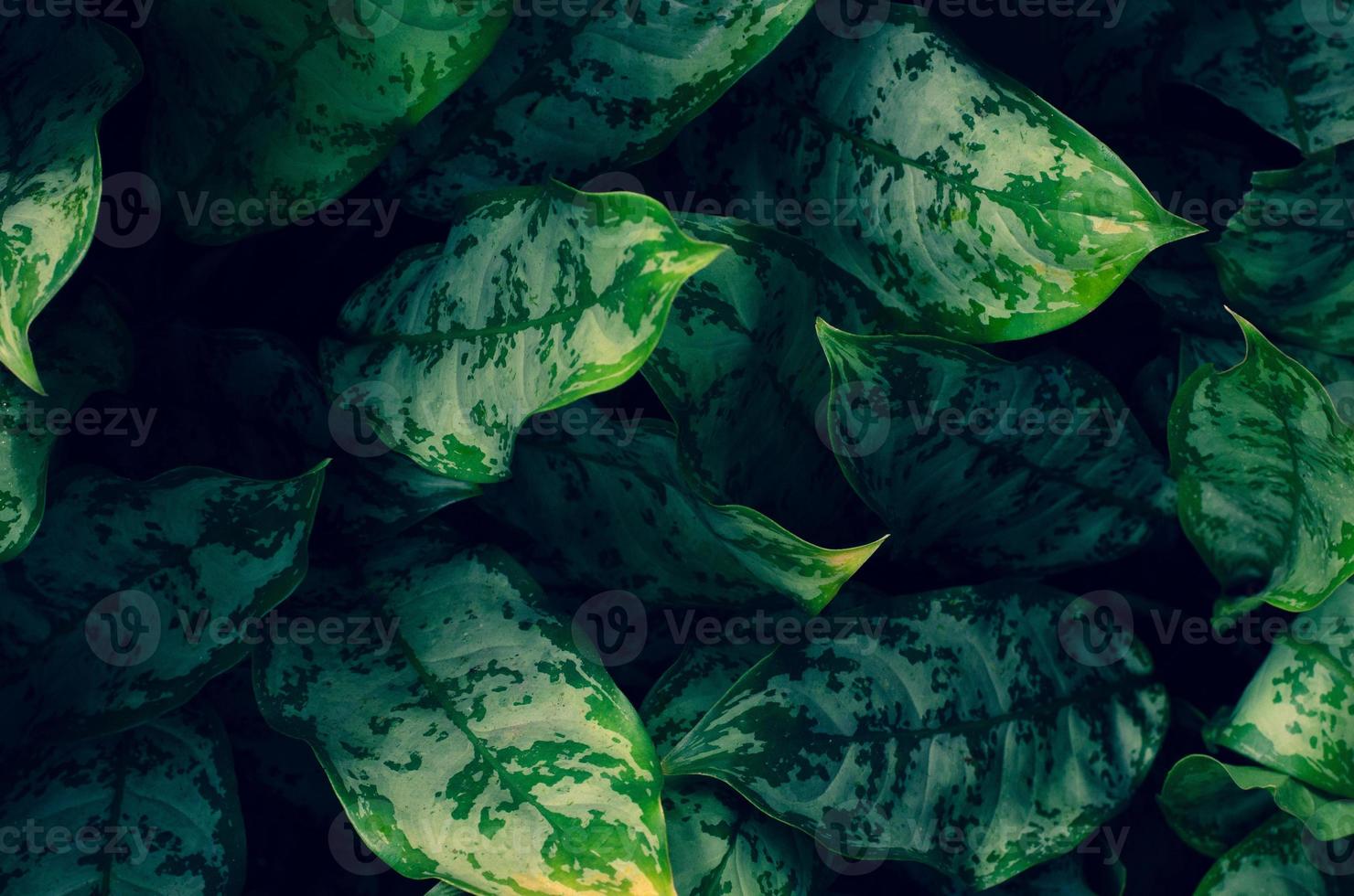 hojas calathea ornata pin raya fondo azul foto