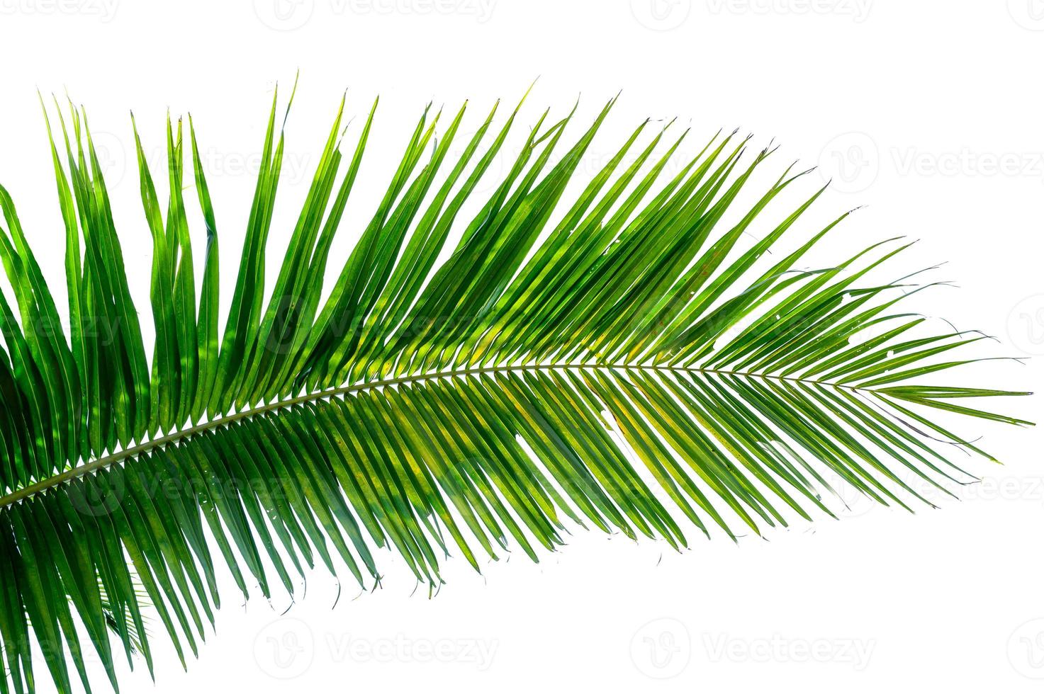 coconut leaves white background photo