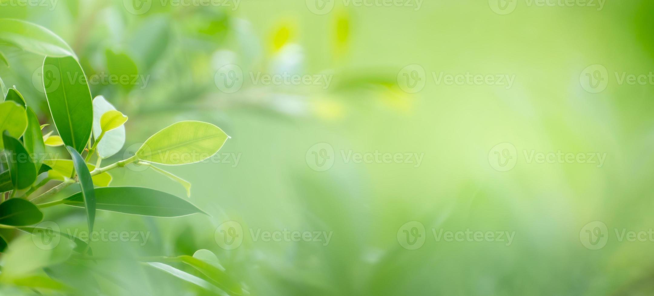 Leaf background bokeh blur green background photo