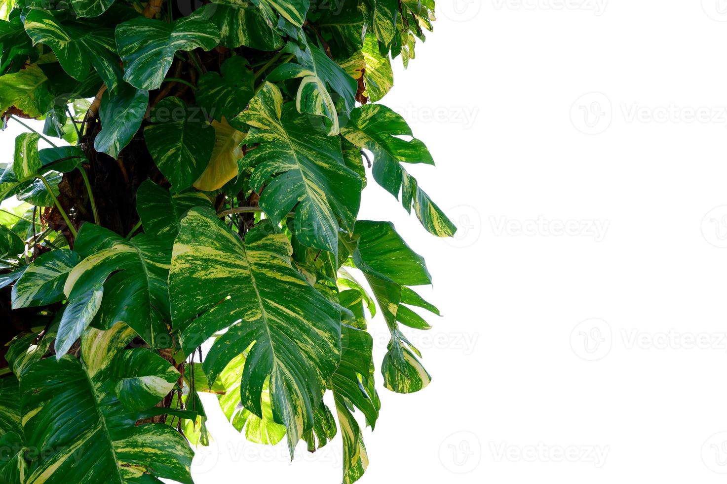 Golden pothos Isolate Betel leaf spotted white background photo