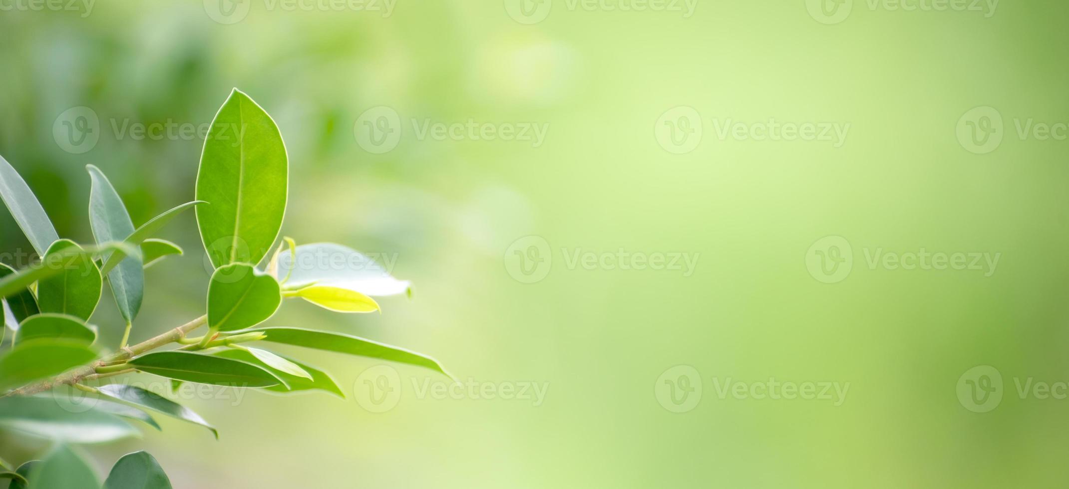 fondo de hoja bokeh desenfoque fondo verde foto