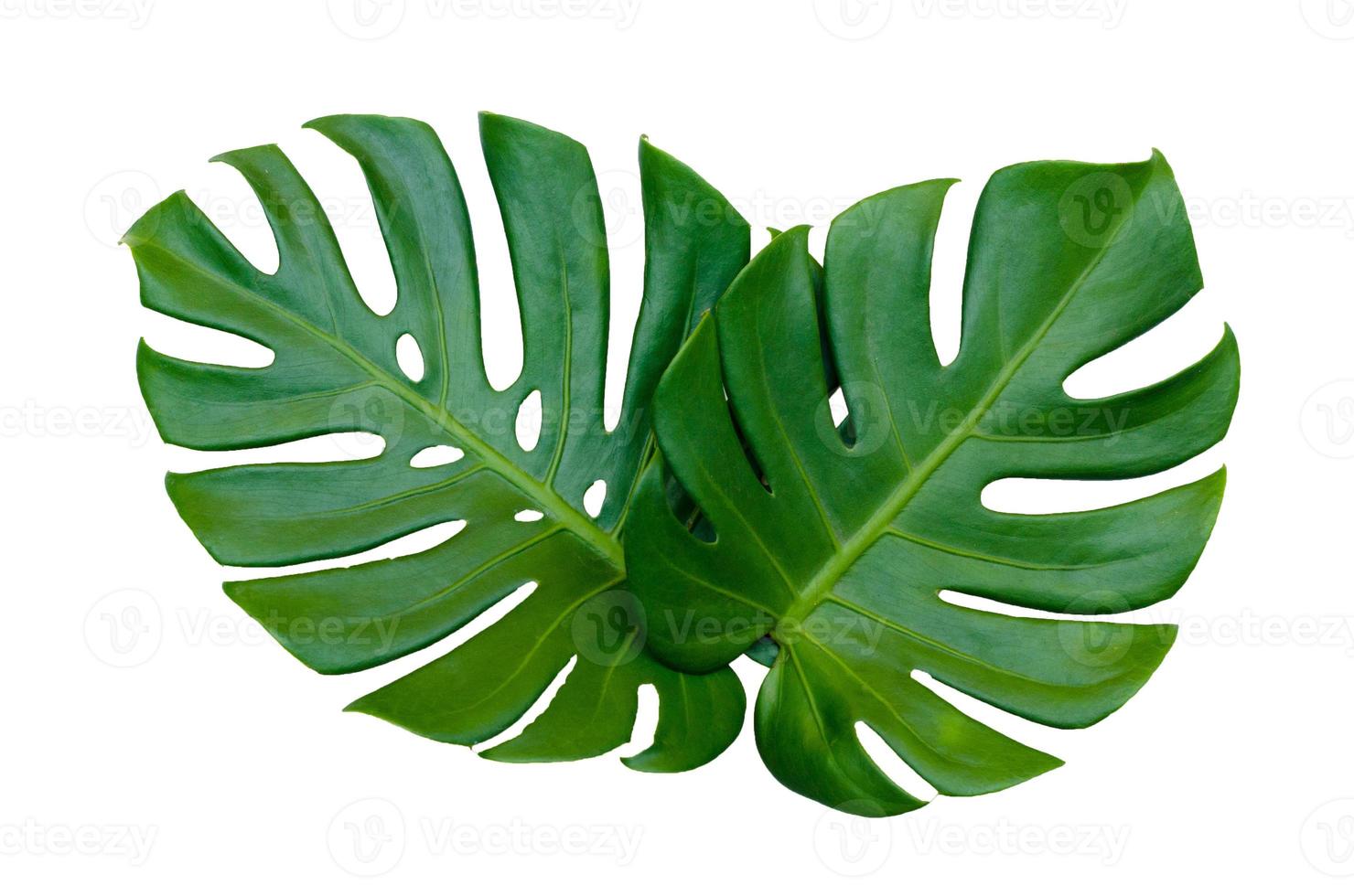 Monstera leaves leaves with Isolate on white background Leaves on white photo