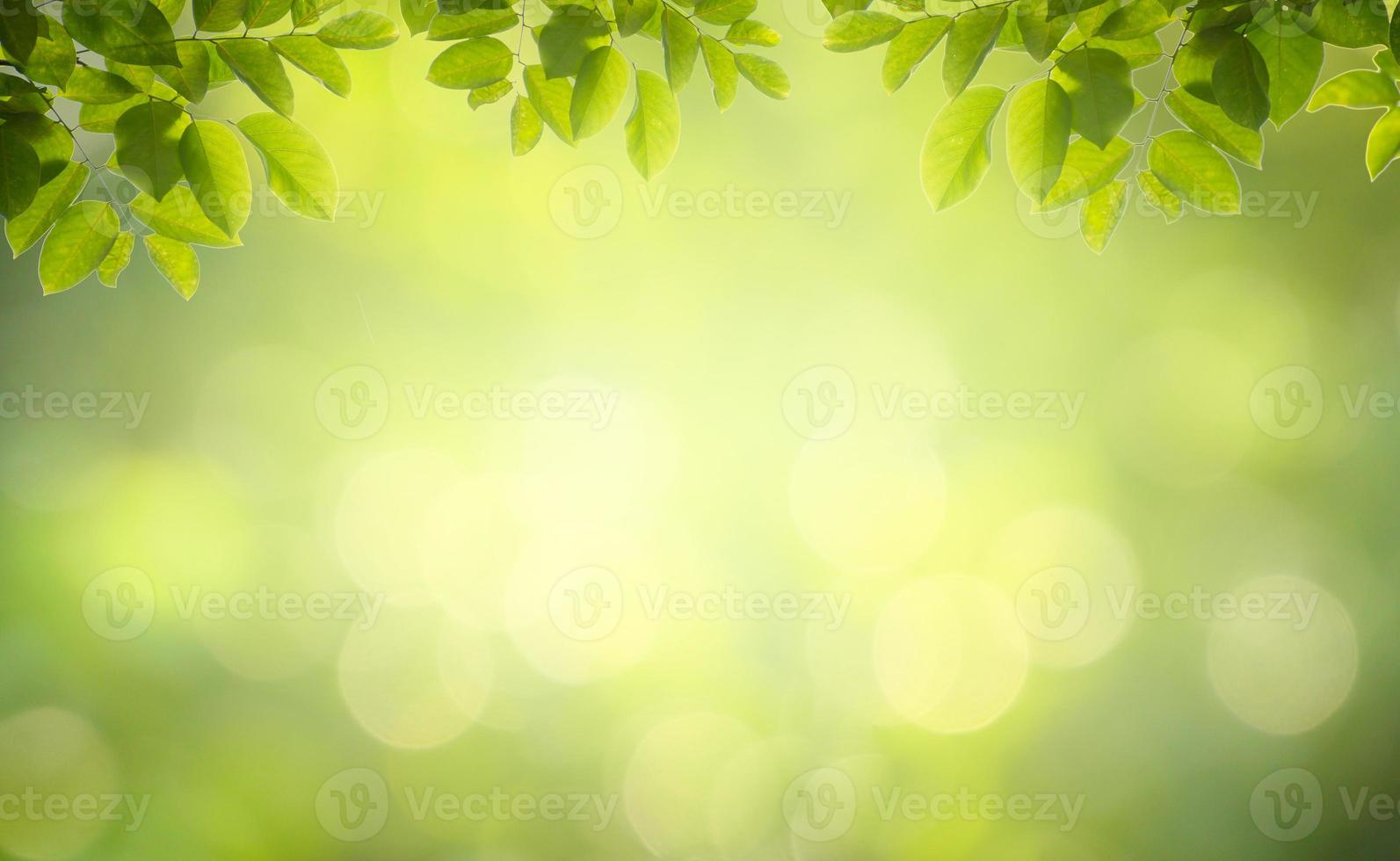 Leaf background bokeh blur green background photo