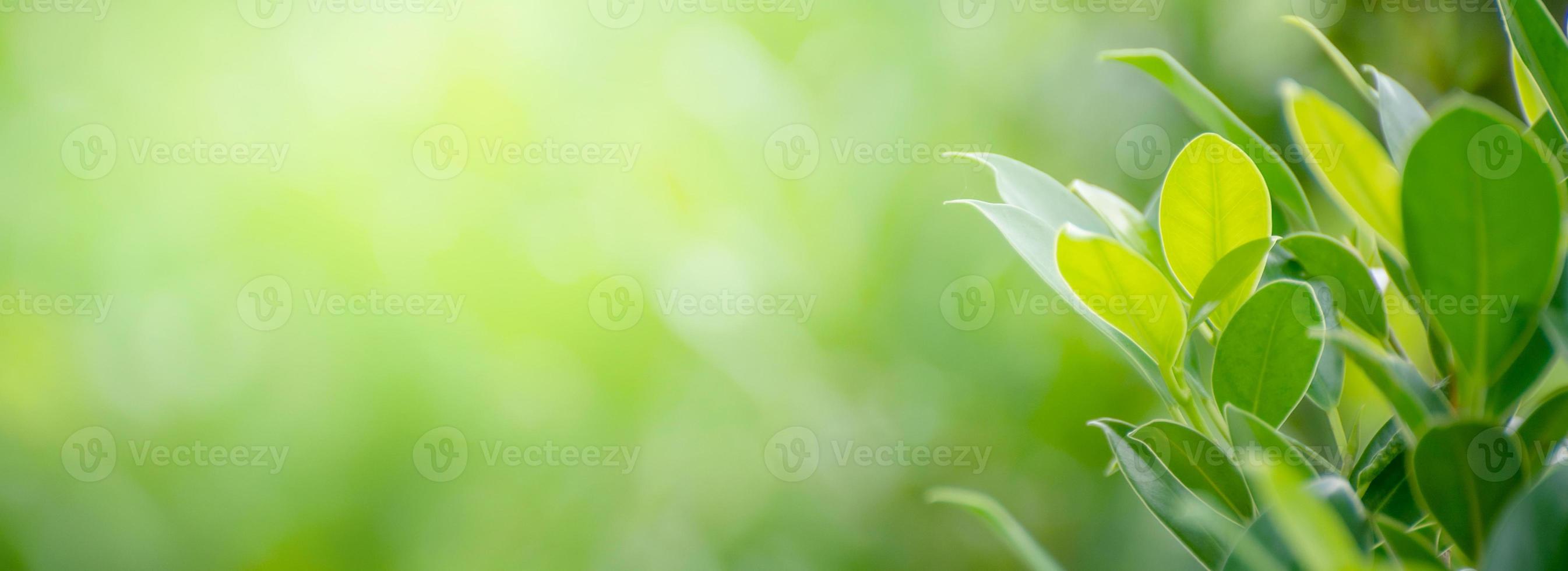 Leaf background bokeh blur green background photo