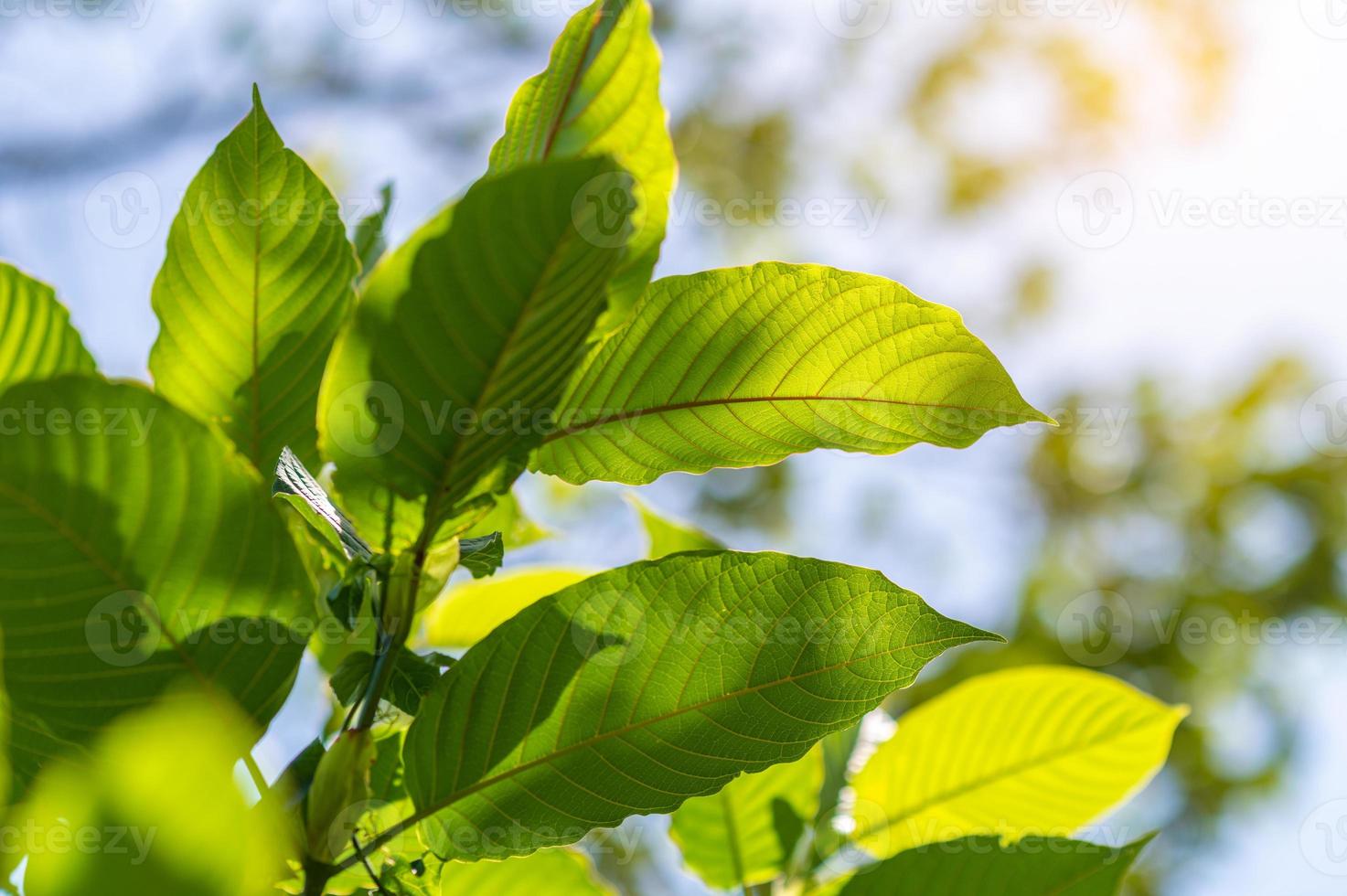 Kratom Mitragyna speciosa green Is a type of drug photo