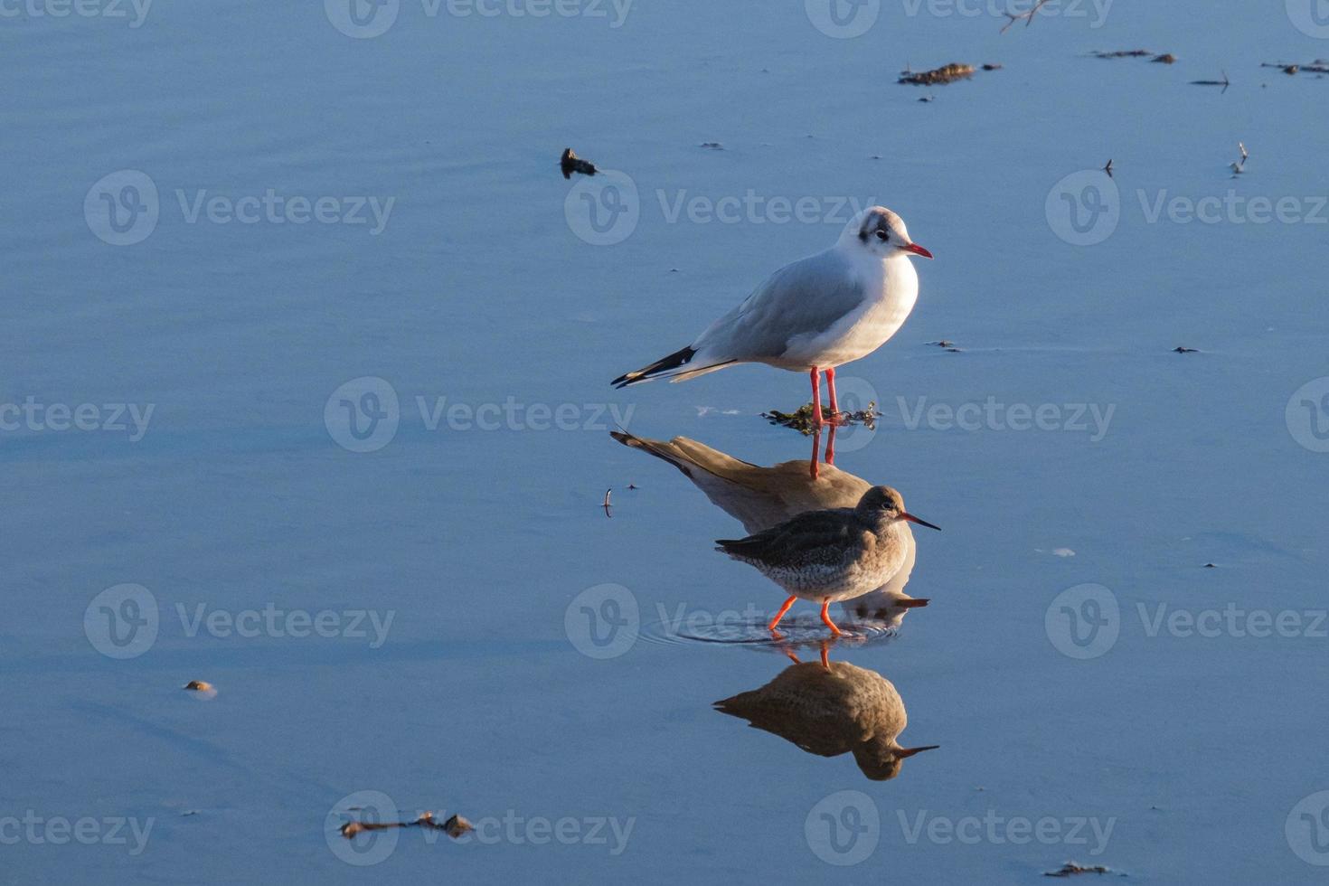 Gaviota de cabeza negra Chroicocephalus ridibundus y archibebe común Tringa totanus whiteabbey Belfast, Irlanda del Norte, reino unido foto