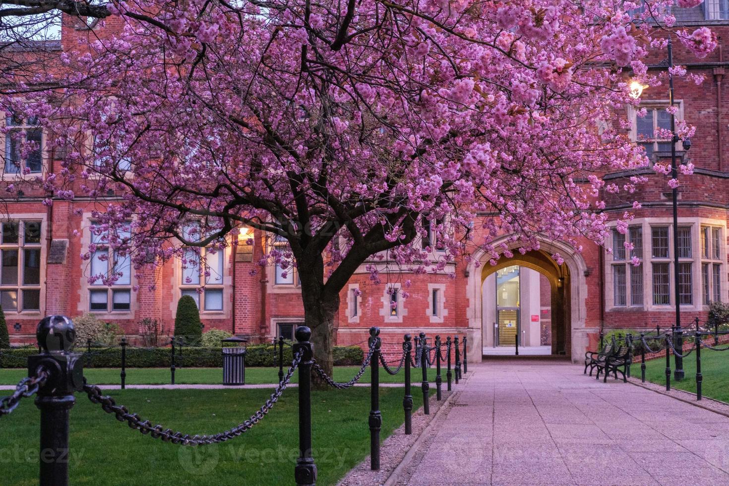 Cerezo japonés Prunus serrulata Queens University Belfast, Irlanda del Norte, Reino Unido foto