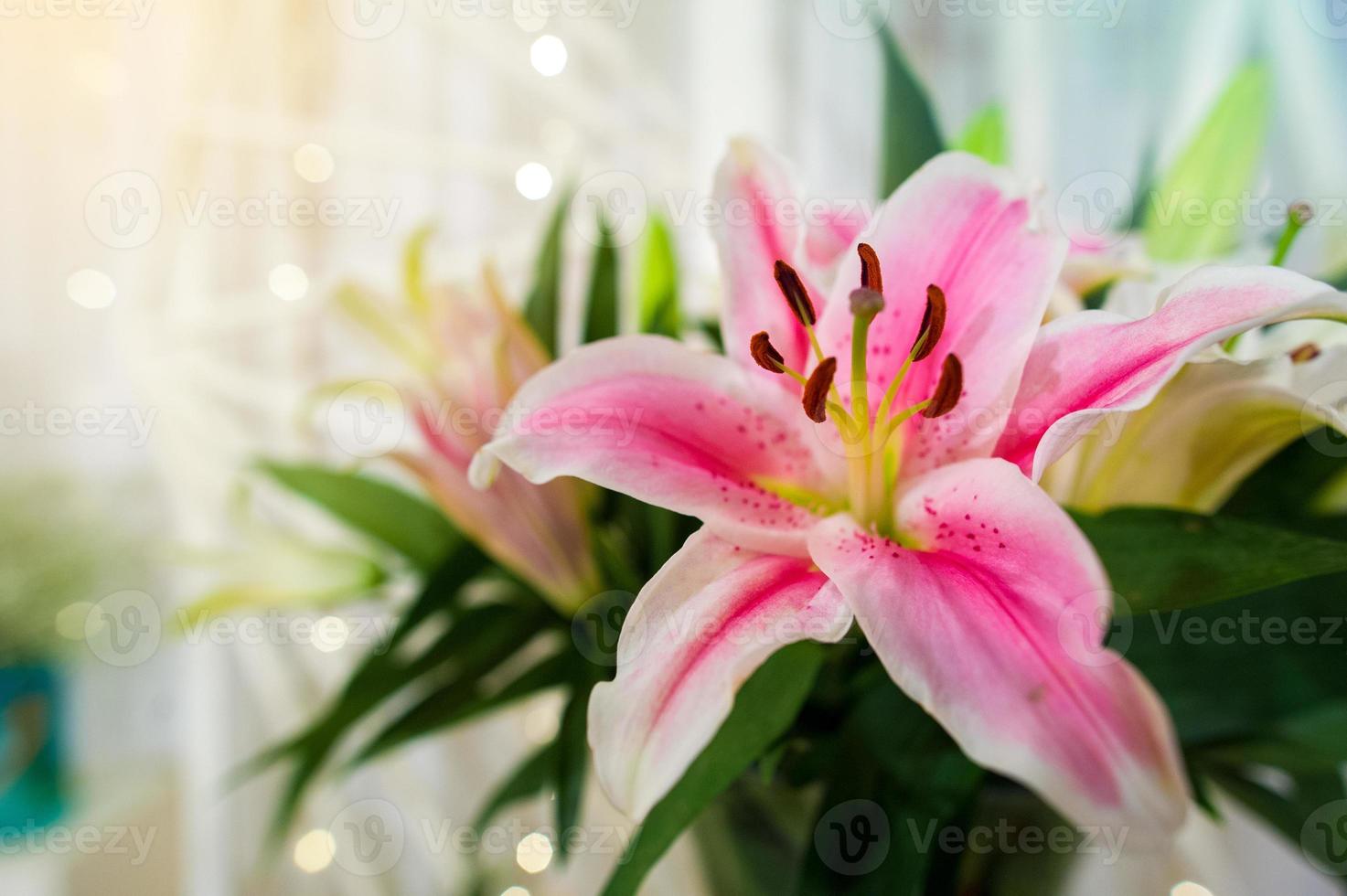 Pink lilly in the garden and tone color pink,Lilly flowers shallow dof Natural photo