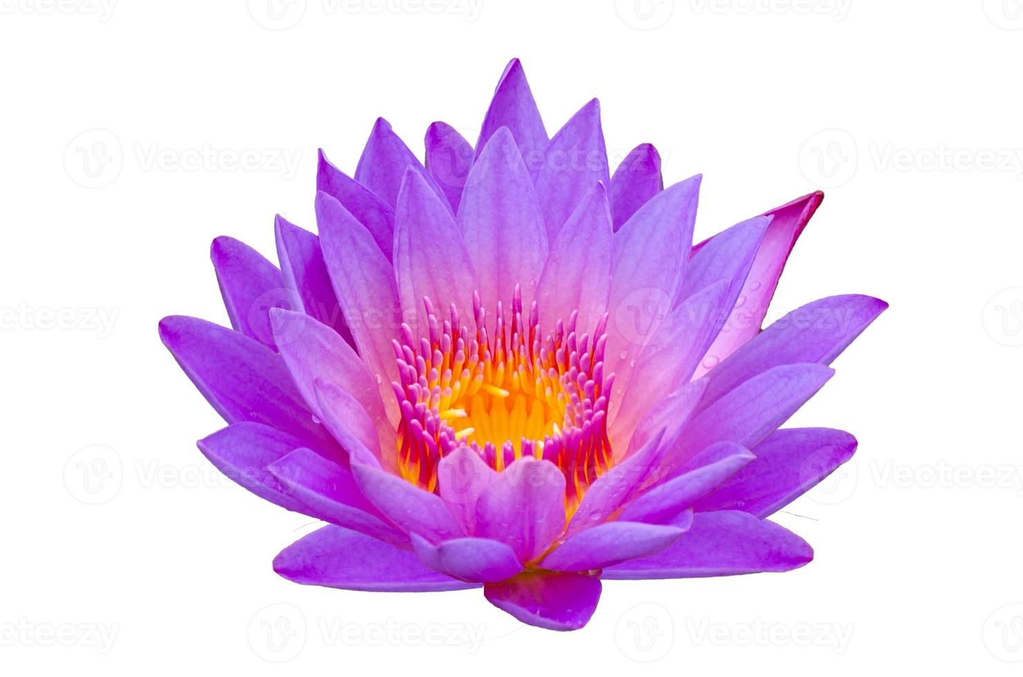 loto púrpura aislado loto bellamente florecido en polen amarillo foto