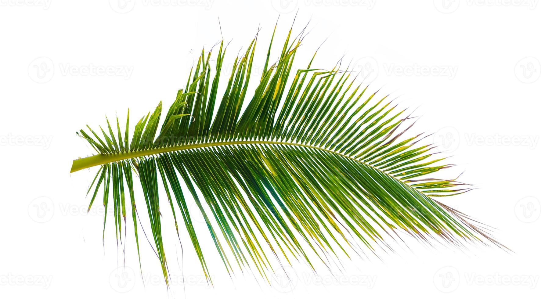 coconut leaves Isolated White background summer design photo