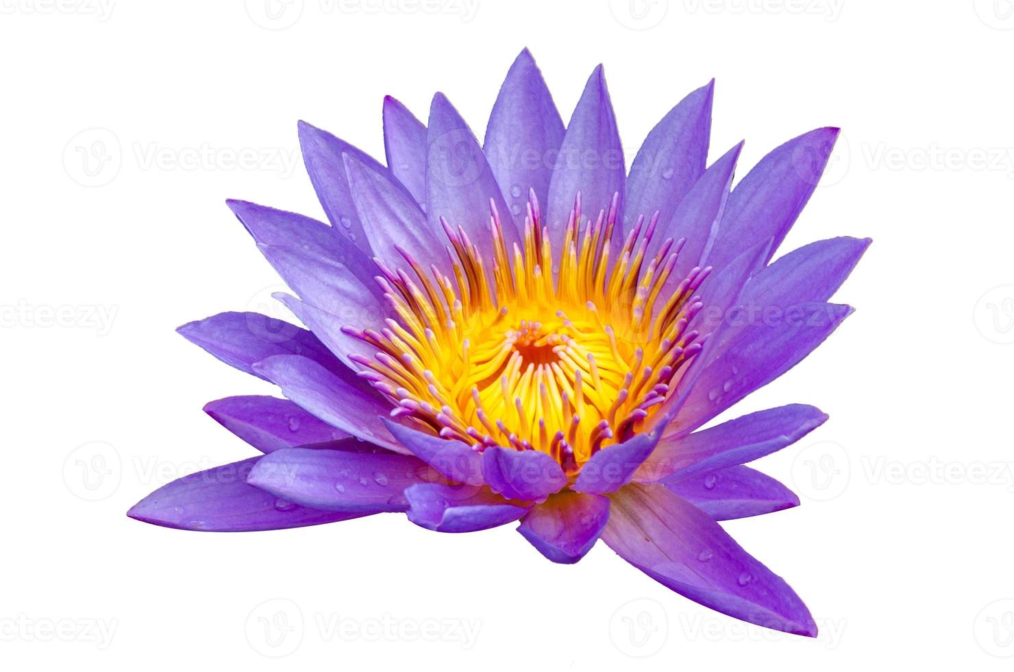 loto púrpura aislado loto bellamente florecido en polen amarillo foto