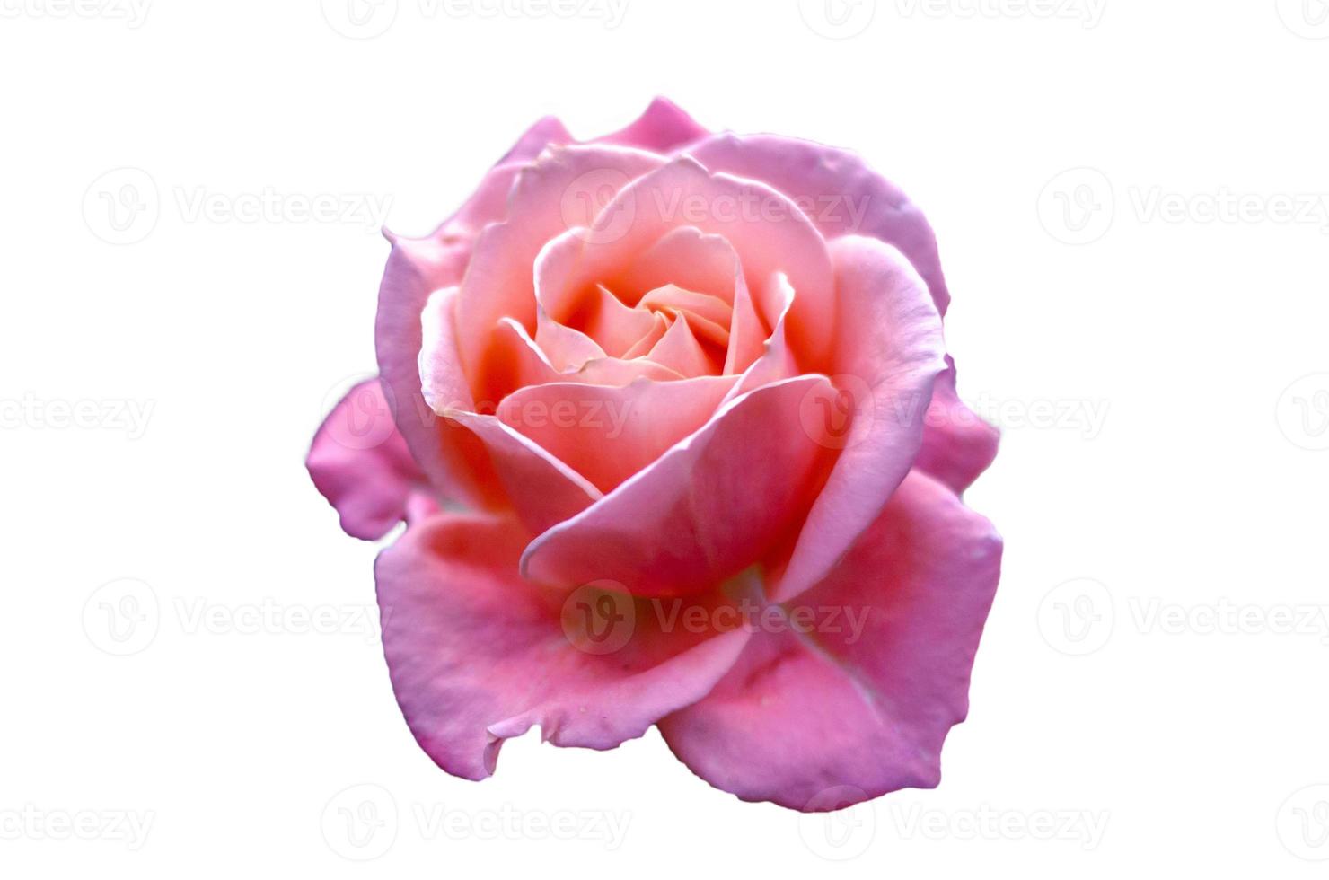 Pink roses Isolate light White background Valentines Day photo