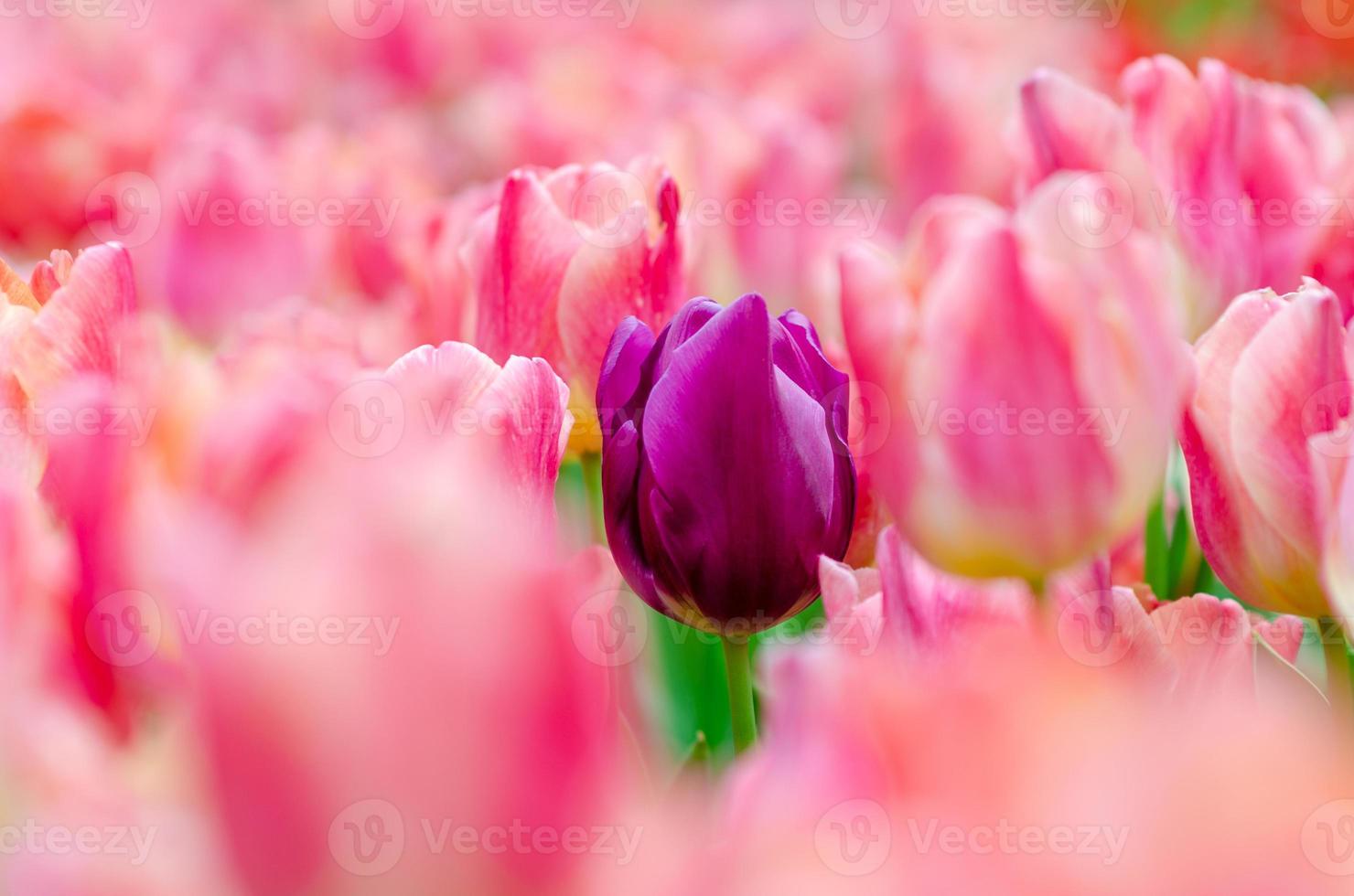 Purple tulips are among the pink tulips. photo
