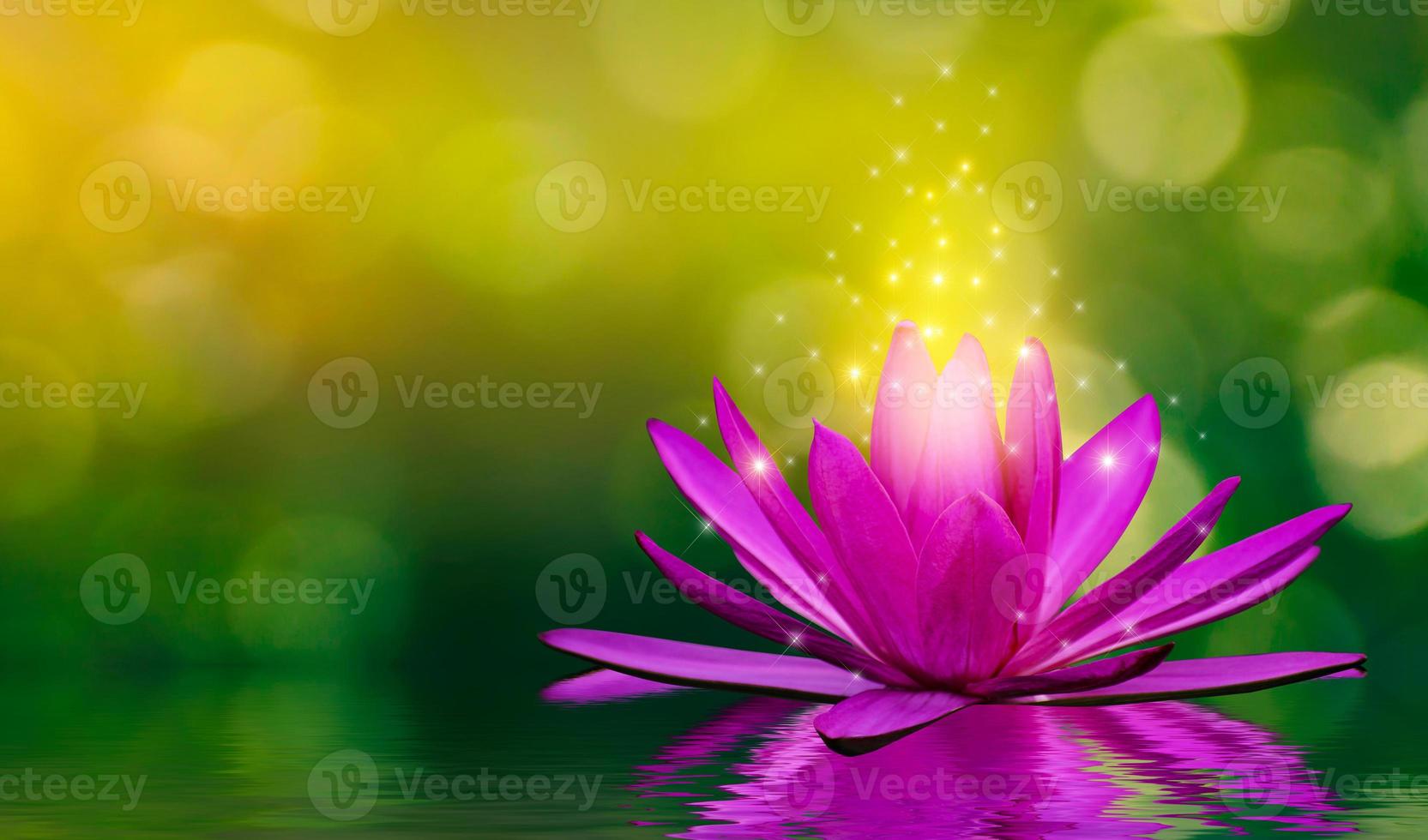 Purple lotus flowers emit light floating in the water, natural green bokeh  background 2602993 Stock Photo at Vecteezy