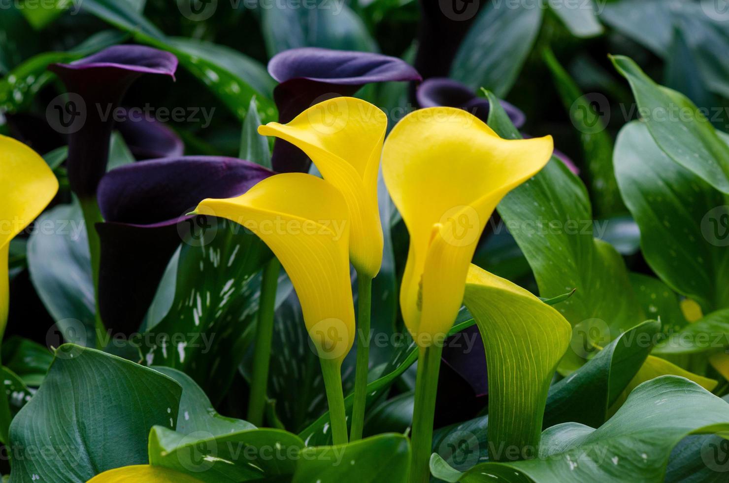 Calla lily amarillo tres flores en el exuberante jardín de flores foto