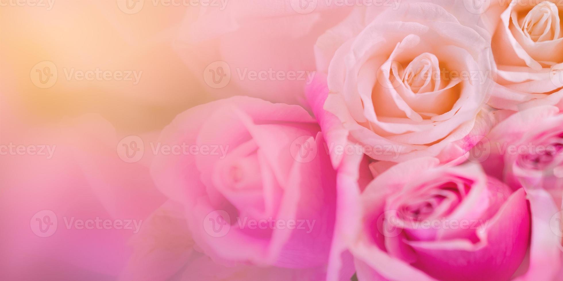 Pink roses Background blur Valentine photo