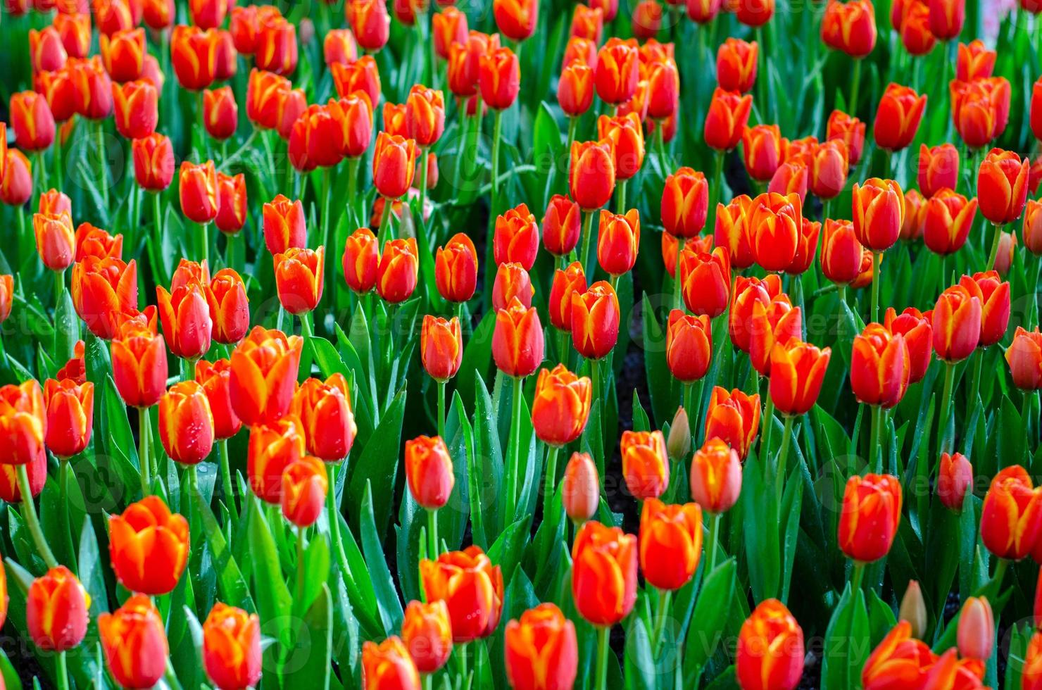 los campos de tulipanes rojos amarillos están floreciendo densamente foto