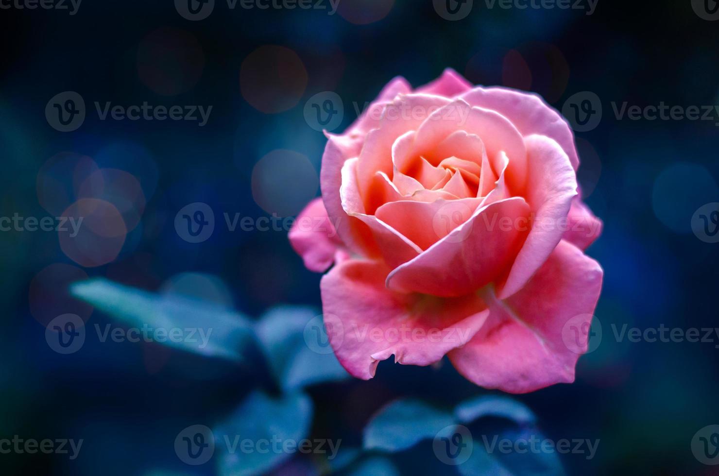 rosas rosadas luz bokeh fondo azul dia de san valentin foto