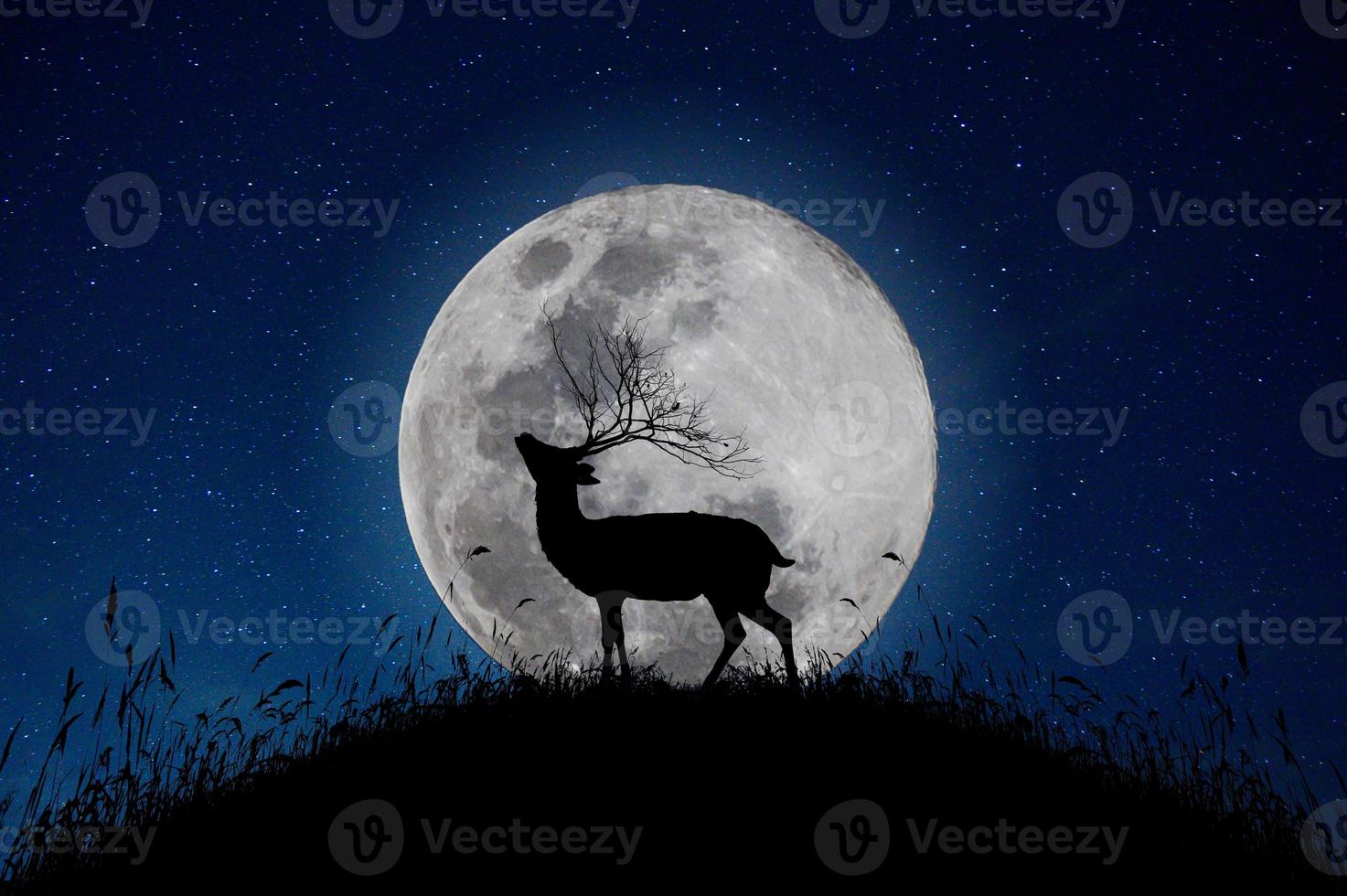 The deer stands on the mountain a large moon background in the night that the stars are full of sky photo