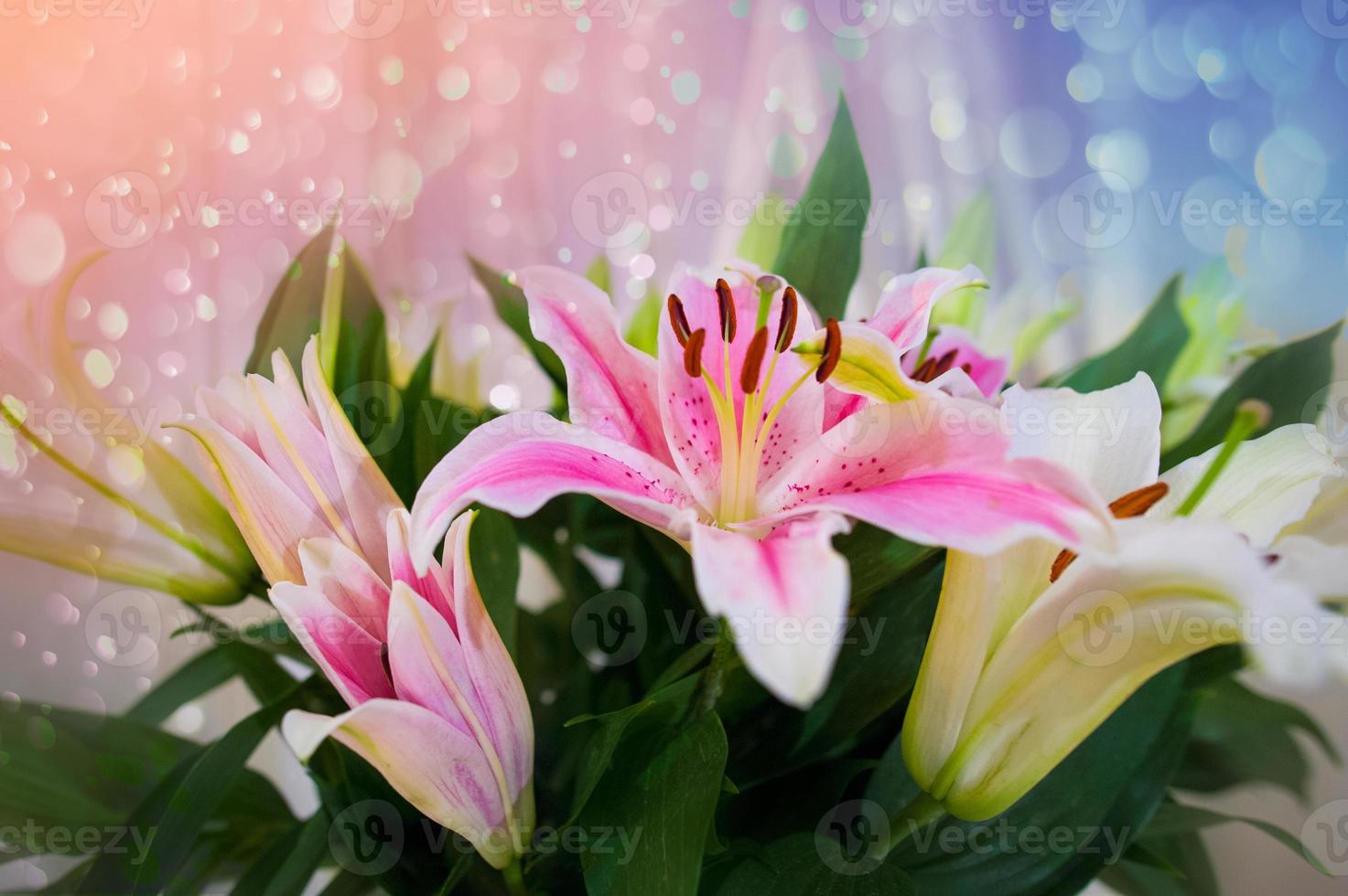 Pink lilly in the garden and tone color pink,Lilly flowers shallow dof Natural photo