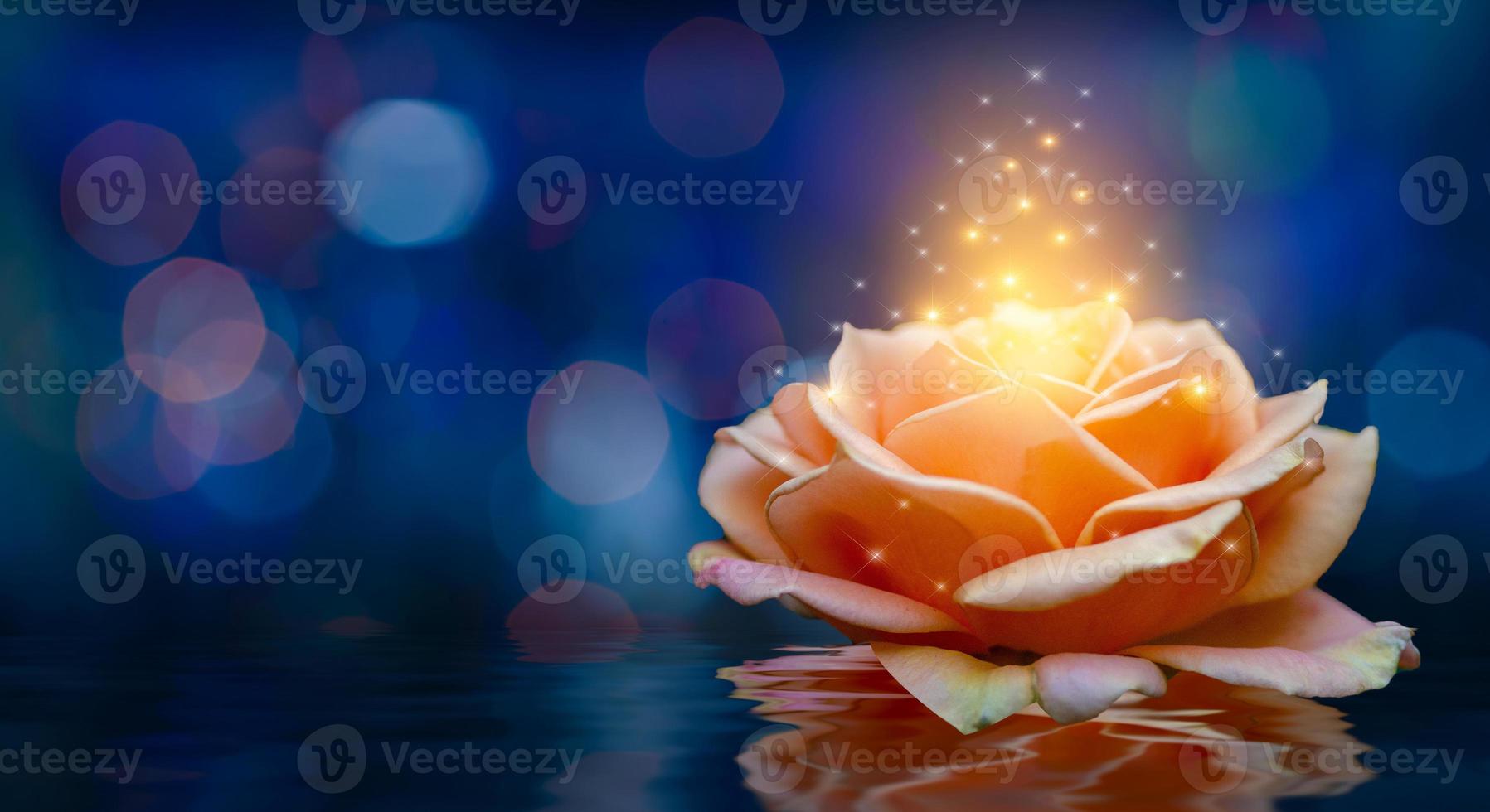 rosas naranjas luz bokeh fondo azul flotante dia de san valentin foto