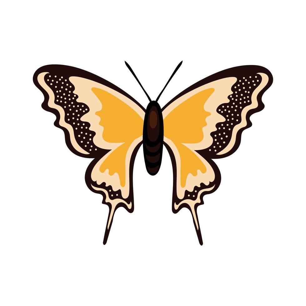 beautiful butterfly orange insect flat style icon vector