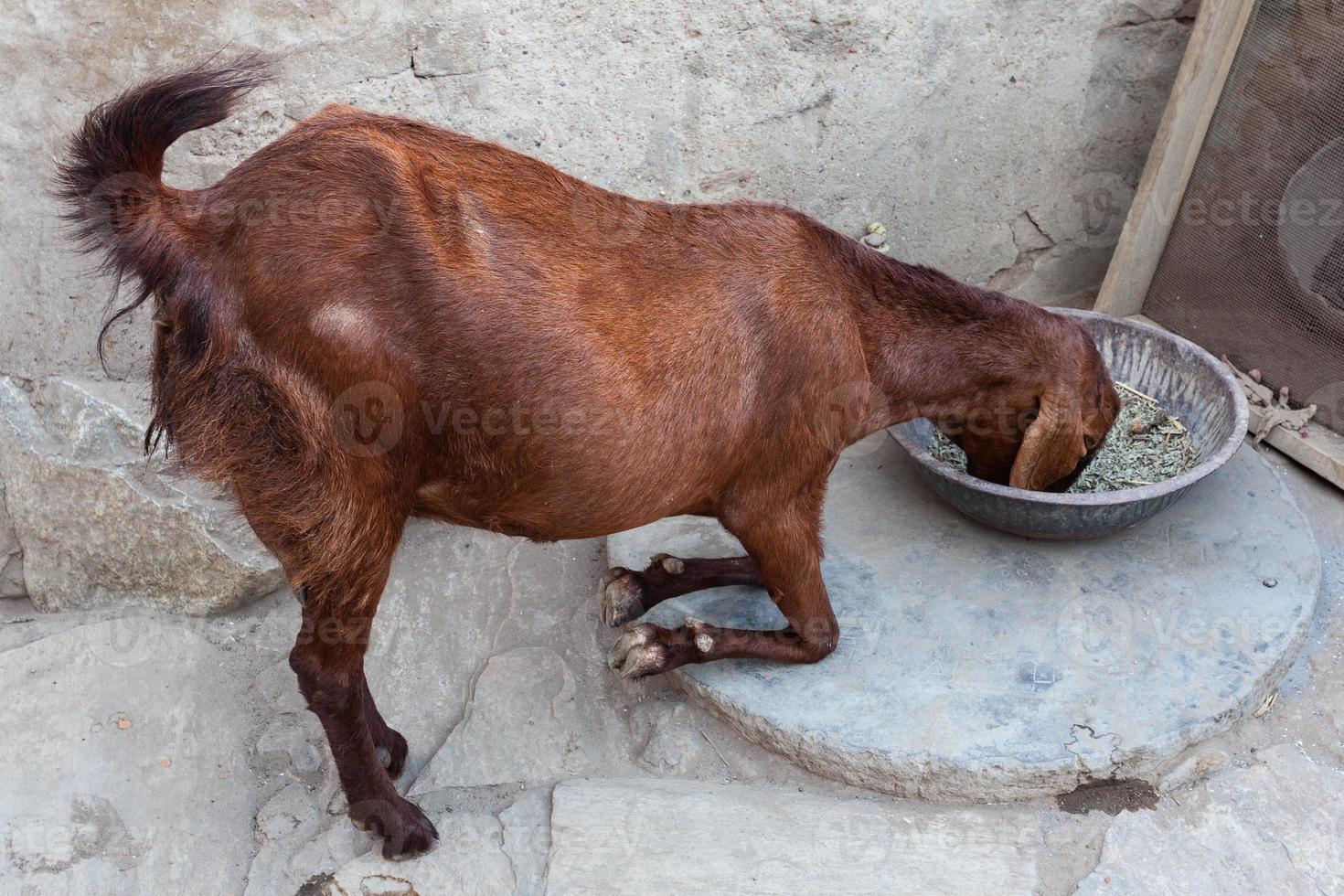 Cabra comiendo khandela rjasthan india foto