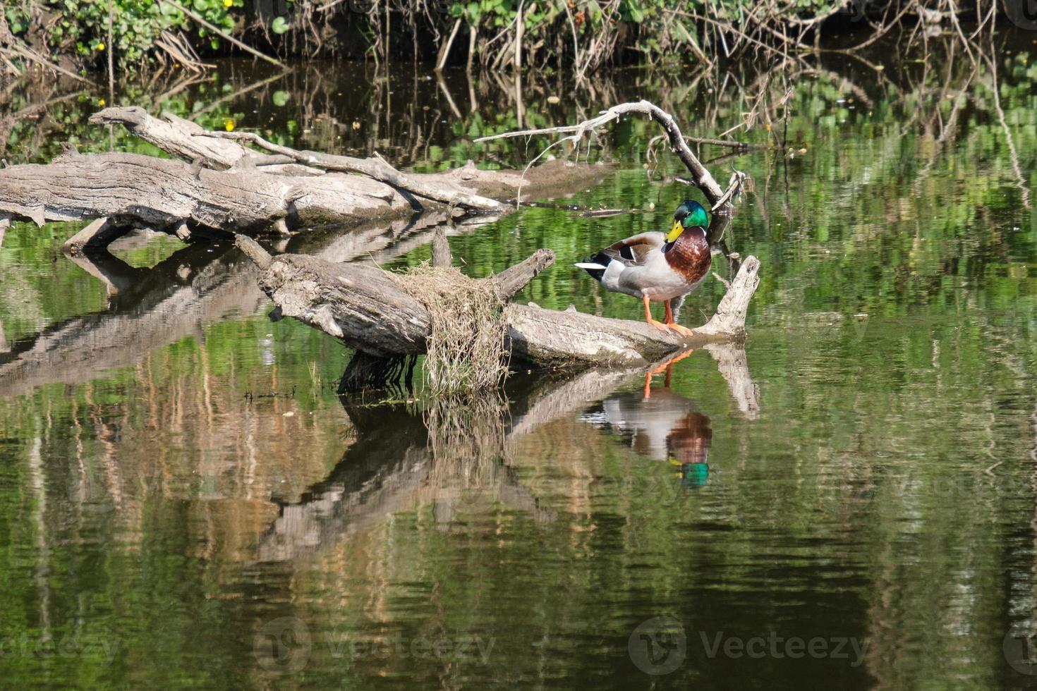 Mallard Anas platyrhynchos Lagan River Belfast Northern Ireland UK photo