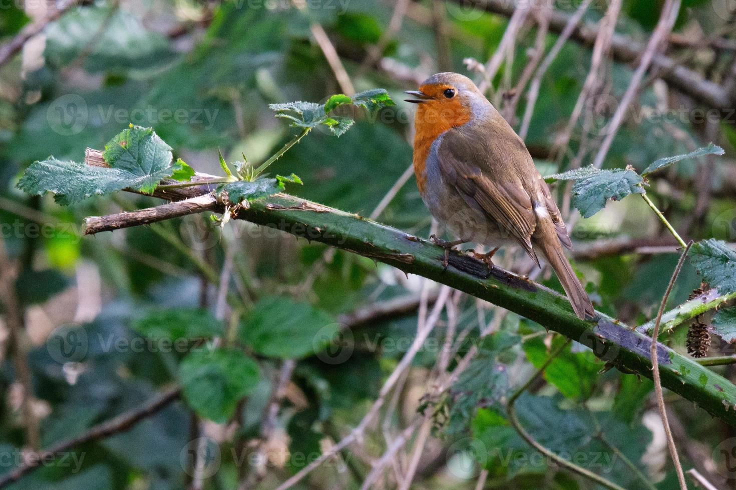 European Robin Erithacus rubecula Lagan River Belfast Northern Ireland UK photo